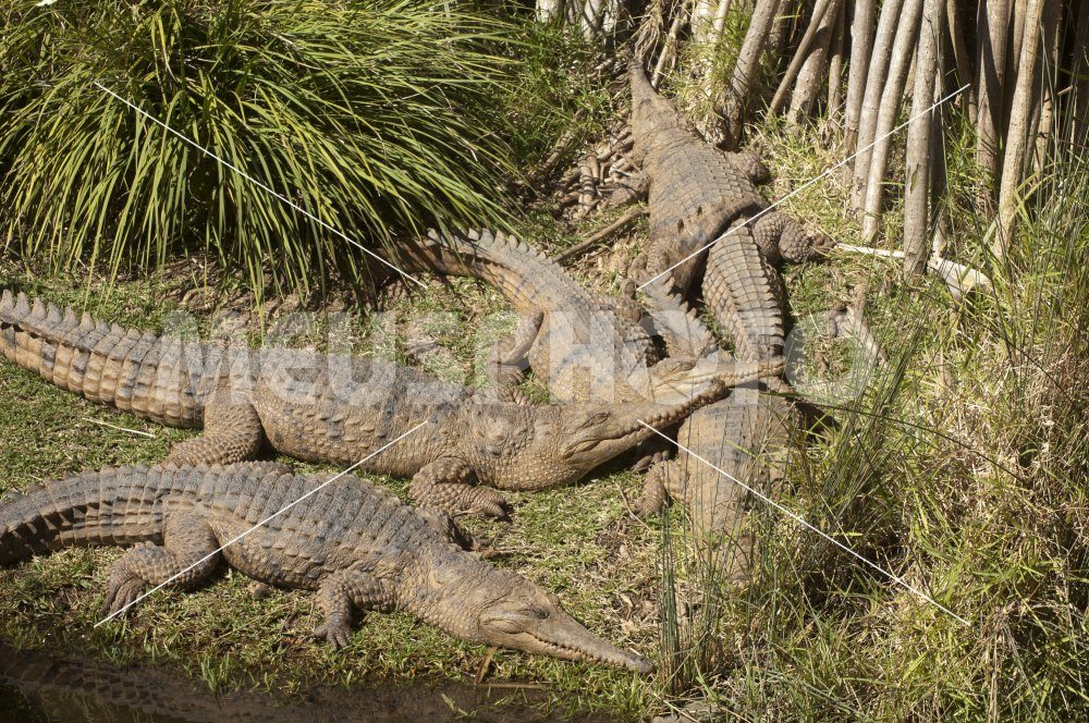 Alligators sleeping at the sun - MeusPhoto