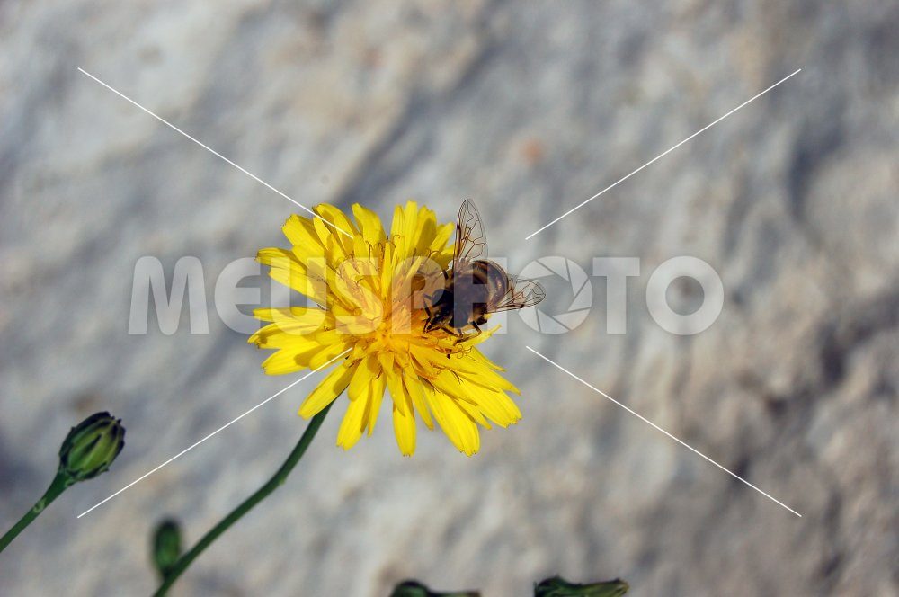 Bee on yellow flower - MeusPhoto