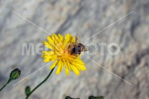 Bee on yellow flower - MeusPhoto