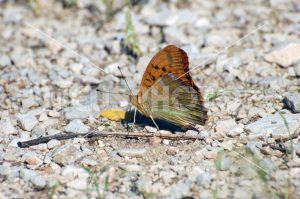 Butterly on the ground - MeusPhoto