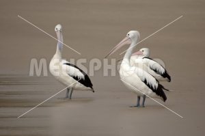 Group of pelicans on the beach watching - MeusPhoto