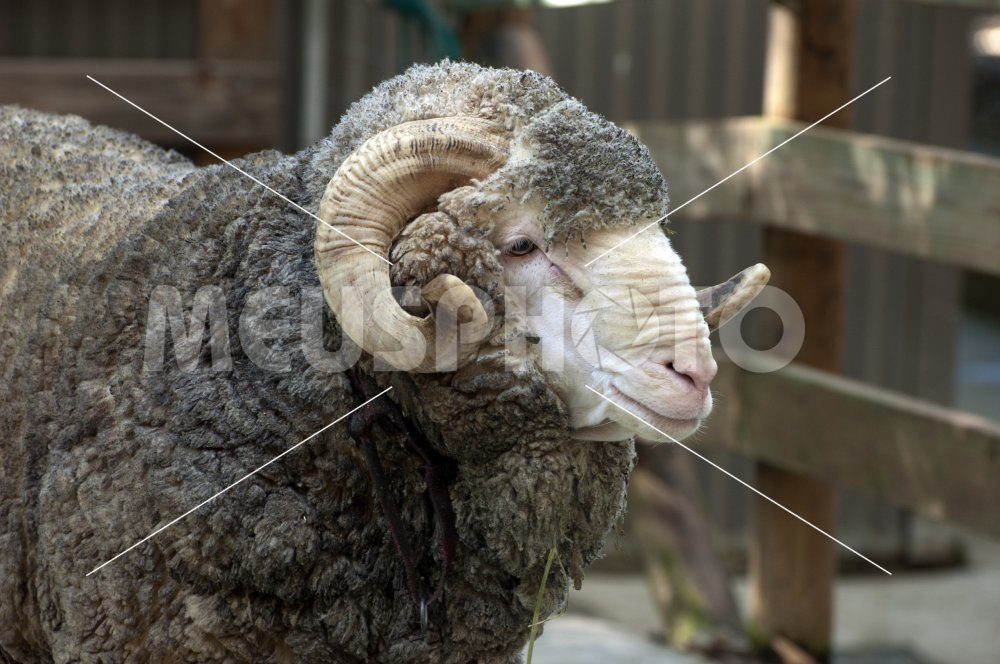 Mutton in the farm looking - MeusPhoto