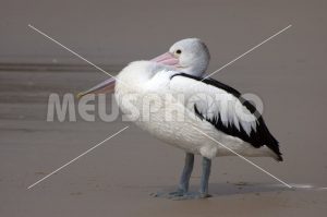 Pelican crouched on the beach - MeusPhoto