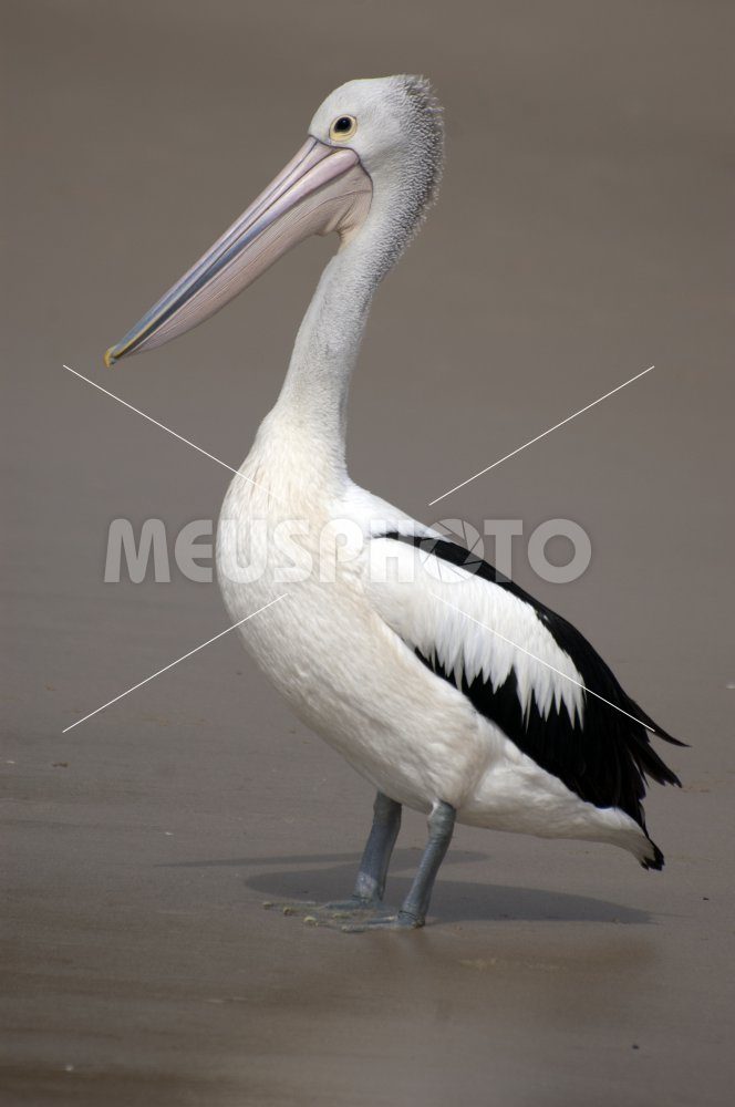 Pelican standing on the beach - MeusPhoto