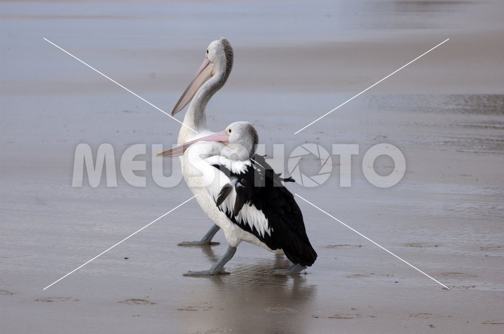 Pelicans on the beach looking at waves - MeusPhoto