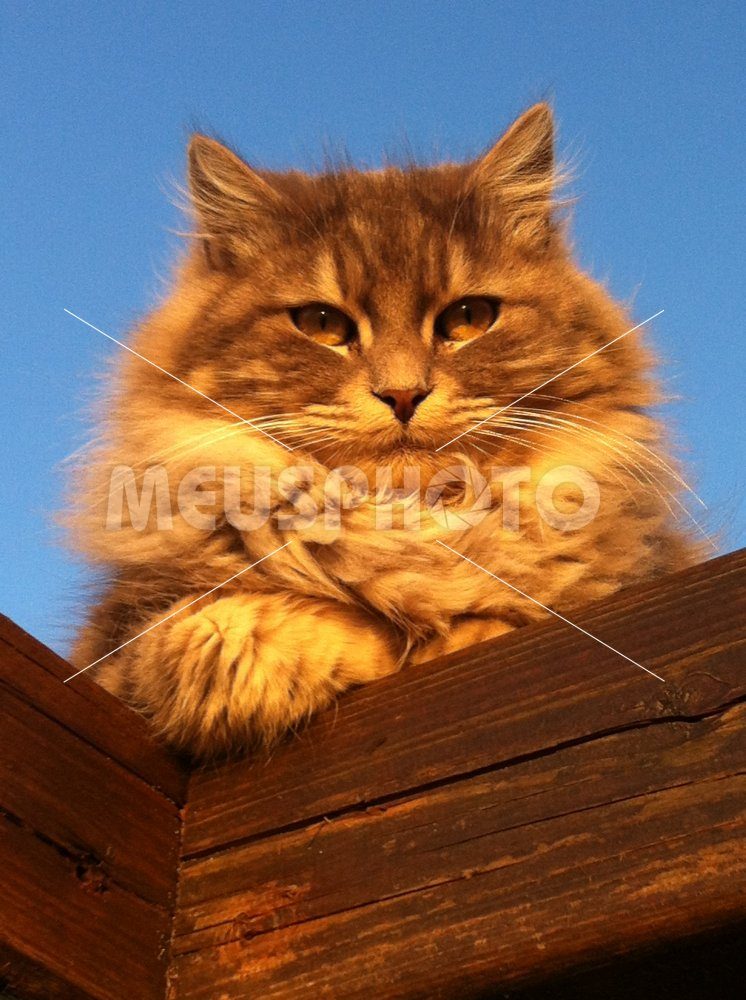 Red cat on wood - MeusPhoto