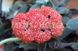 Flowers of Crassula Perfoliata - MeusPhoto