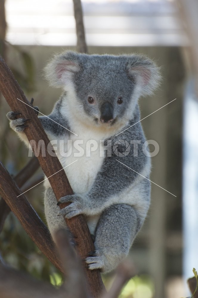 Koala - MeusPhoto