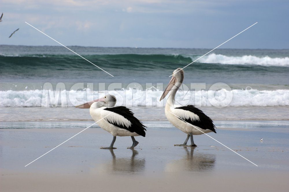 Pelicans walking on the beach - MeusPhoto