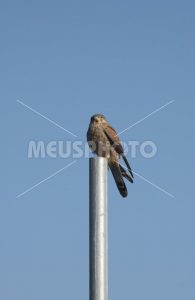Swamp hawk on pole - MeusPhoto